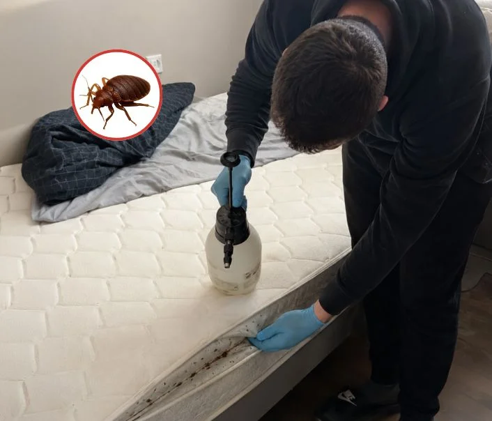 Technicien traitant un matelas contre les punaises de lit à Orcemont